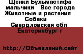 Щенки Бульмастифа мальчики - Все города Животные и растения » Собаки   . Свердловская обл.,Екатеринбург г.